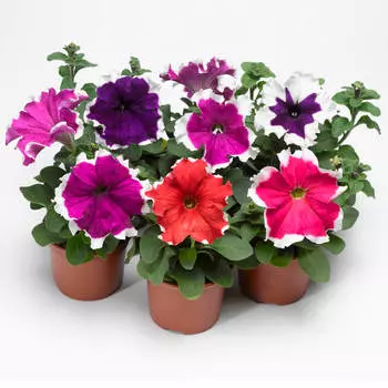 Цветы петуния фрост f1 микс 10 шт дарит однолетние