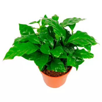 Кофе арабика d12 h30 118752