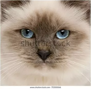 Подушка интерьерная 40*40 см коты вид 14