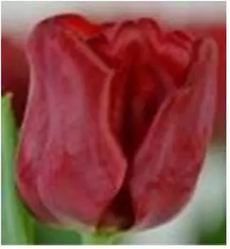 Тюльпан седов 3 шт 10/11