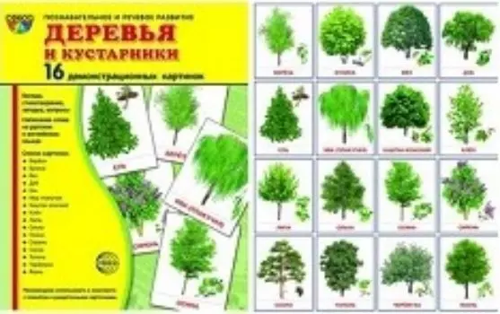 Деревья и кустарники. Демонстрационные картинки