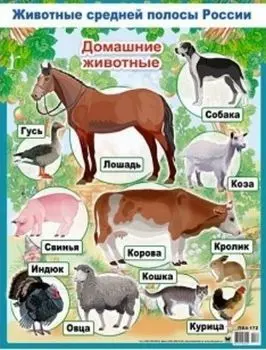 Плакат "Домашние животные"