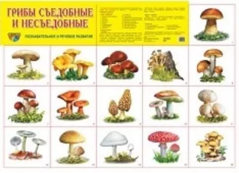 Плакат "Грибы съедобные и несъедобные"
