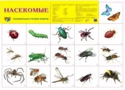 Плакат "Насекомые"