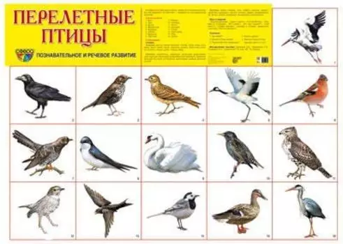 Плакат "Перелетные птицы"