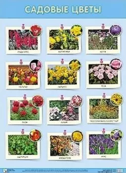 Плакат "Садовые цветы"