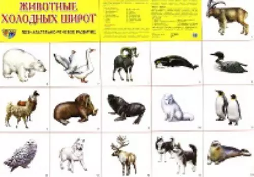 Животные холодных широт. Демонстрационные картинки