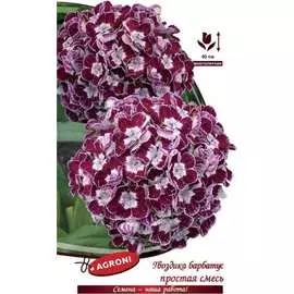Барбатус гвоздика семена Агрони