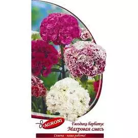 Барбатус гвоздика семена Агрони