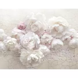 Бумажные бесшовные фотообои Verol