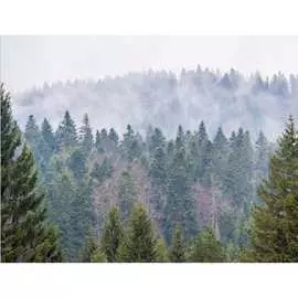 Бумажные бесшовные фотообои Verol