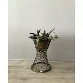 Цветочница Ajurio