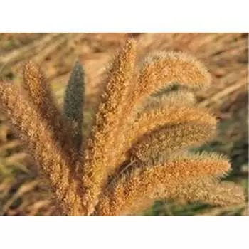 Декоративное изделие Стильный Дом Могара 65125