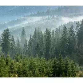 Фотообои Dekor Vinil