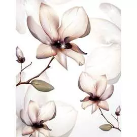 Фотообои Dekor Vinil