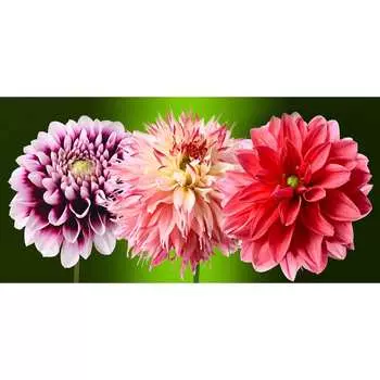 Фотообои DIVINO