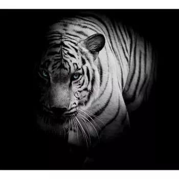 Фотообои DIVINO