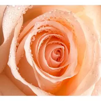 Фотообои DIVINO