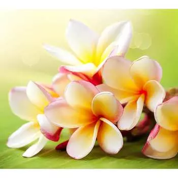 Фотообои DIVINO