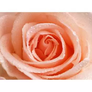 Фотообои DIVINO