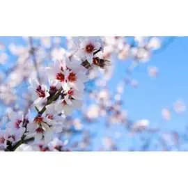 Фотообои PRIMAVERA