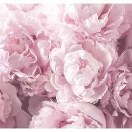 Фотообои PRIMAVERA