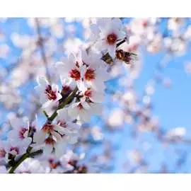 Фотообои PRIMAVERA