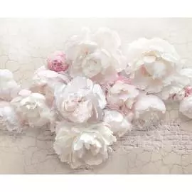 Фотообои PRIMAVERA