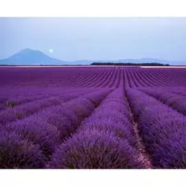 Фотообои PRIMAVERA