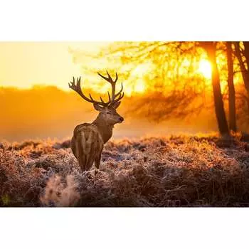 Фотообои Студия фотообоев Олень в вечернем лесу 1409212