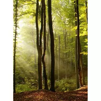 Фотообои Студия фотообоев