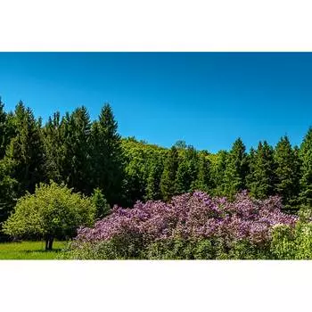 Фотообои Студия фотообоев