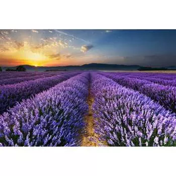 Фотообои Студия фотообоев