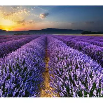 Фотообои Студия фотообоев