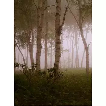 Фотообои Студия фотообоев