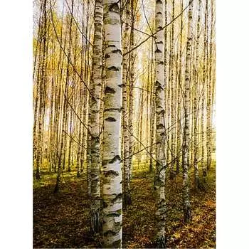 Фотообои Студия фотообоев