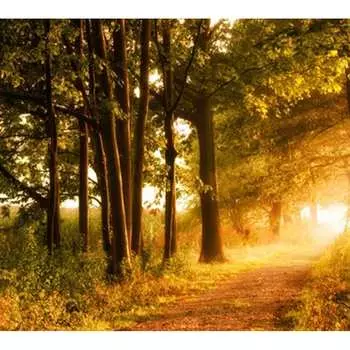 Фотообои Студия фотообоев