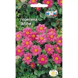 Георгина семена СеДек