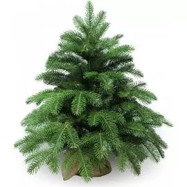 Искусственная ель BEATREES Anson 1031906