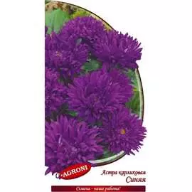 Карликовая астра семена Агрони