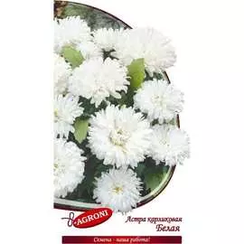 Карликовая астра семена Агрони