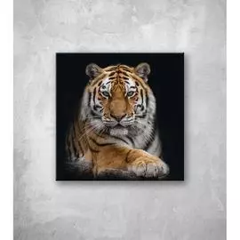 Картина на стекле ООО Оптион ТИГР АМУРСКИЙ 80684