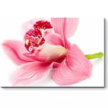 Картина Picsis 5986-13161038