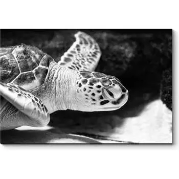 Картина Picsis 4753-10727689