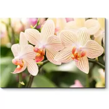 Картина Picsis 630-10373698