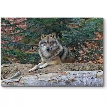 Картина Picsis 3755-10104064