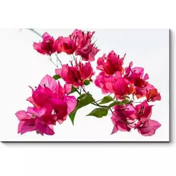 Картина Picsis 2828-10797945