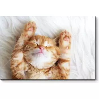 Картина Picsis 3666-10083049