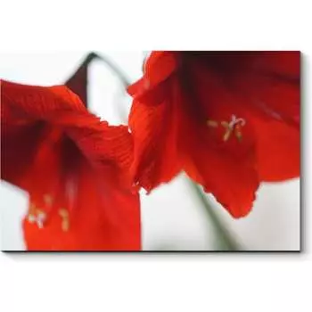 Картина Picsis 4573-10035091