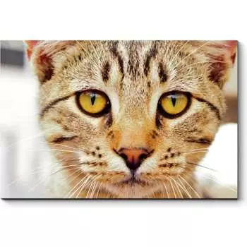 Картина Picsis 3647-10068831